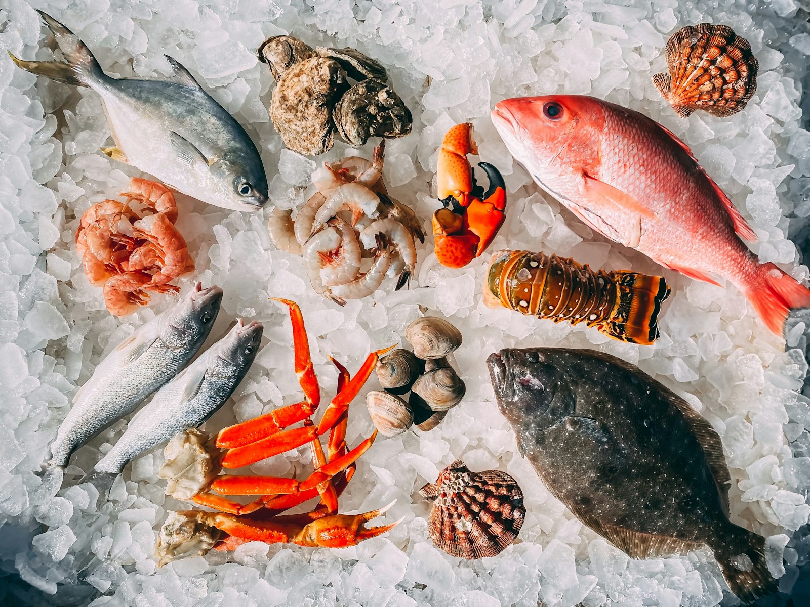 Ristoranti pesce Milano – frutti di mare freschi su ghiaccio tritato